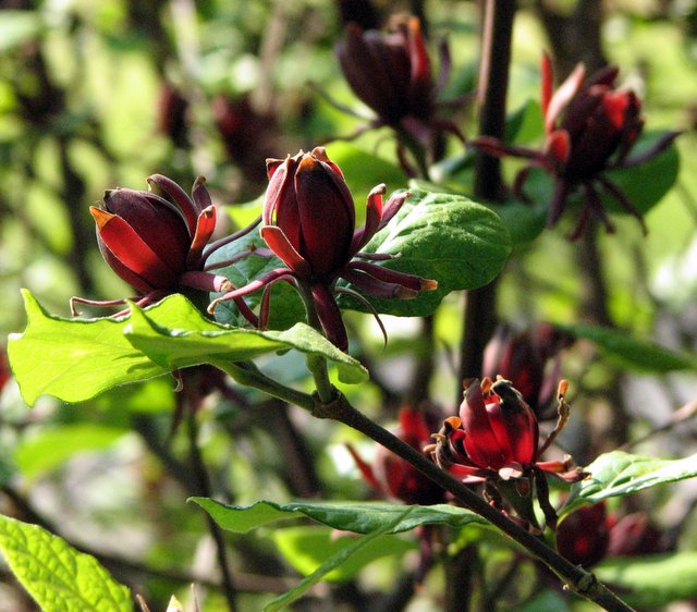 Lisa Bonassin S Garden Sweet Shrub April 8 2019