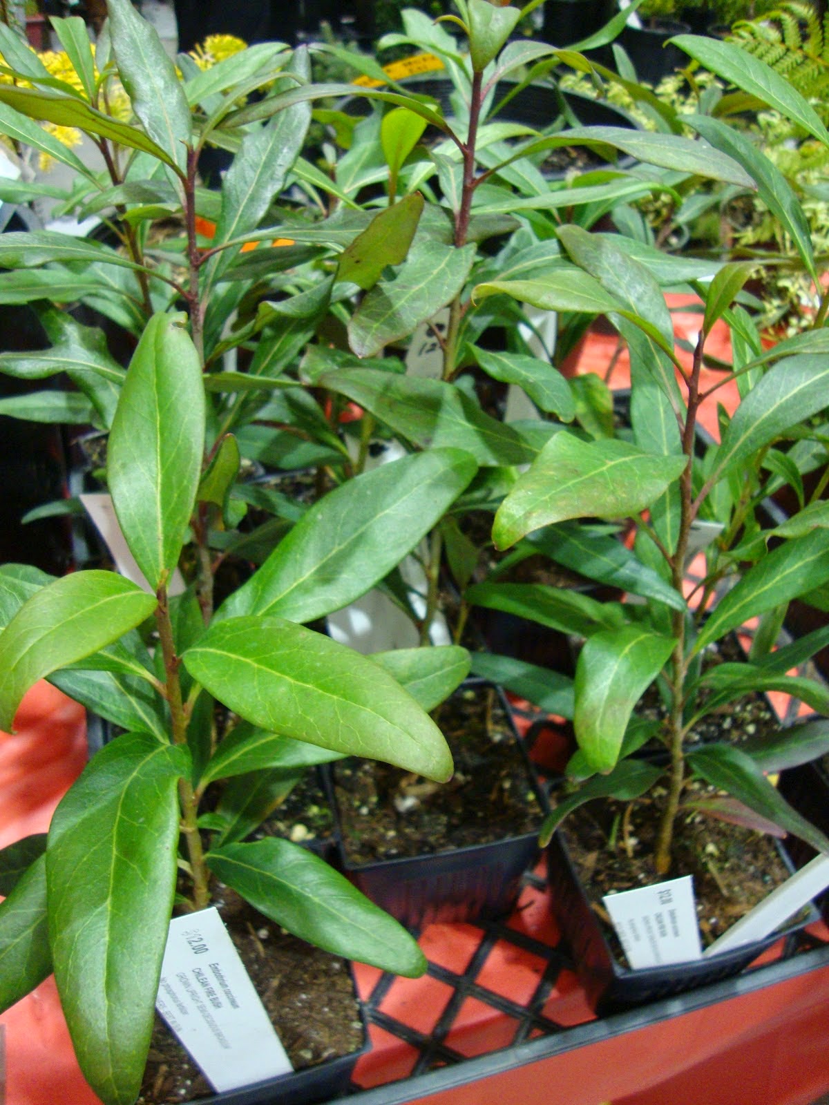 Variegated Pittosporum Stock Photos Variegated Pittosporum Stock