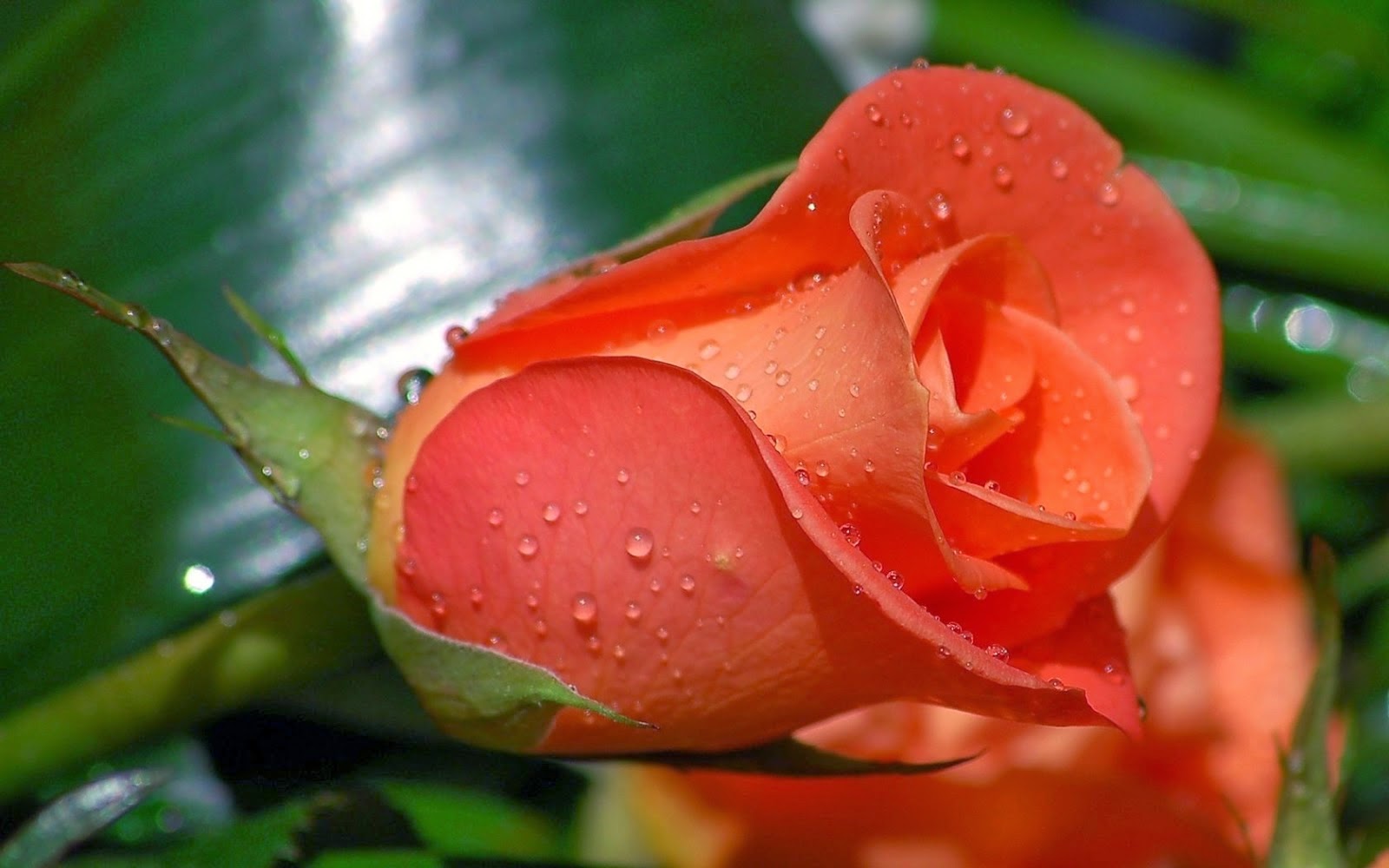 Beautiful Orange Rose Wallpaper|http://refreshrose.blogspot.com/