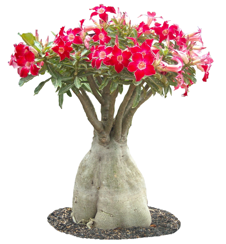 Mister Flower: Το Ρόδο της Ερήμου (Adenium obesum)
