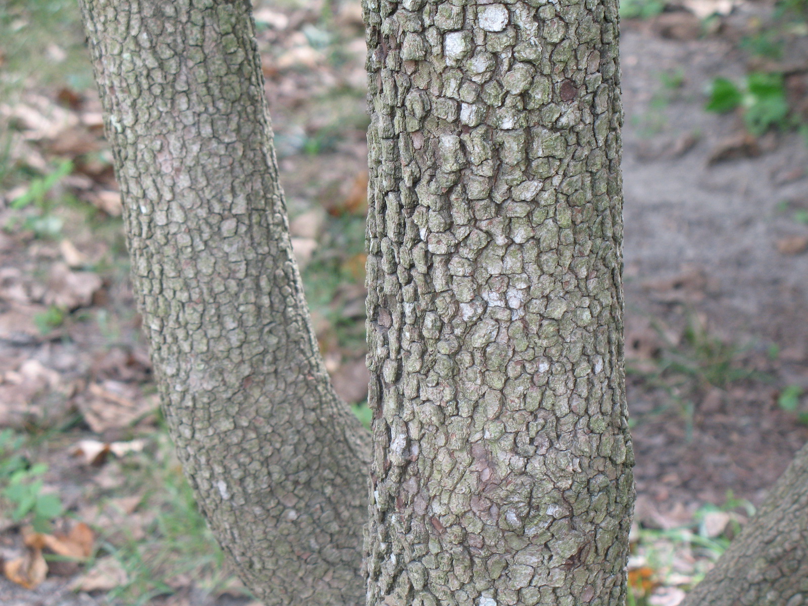 Dogwood Tree Trunk Dogwood Trees Tree Tree Trunk