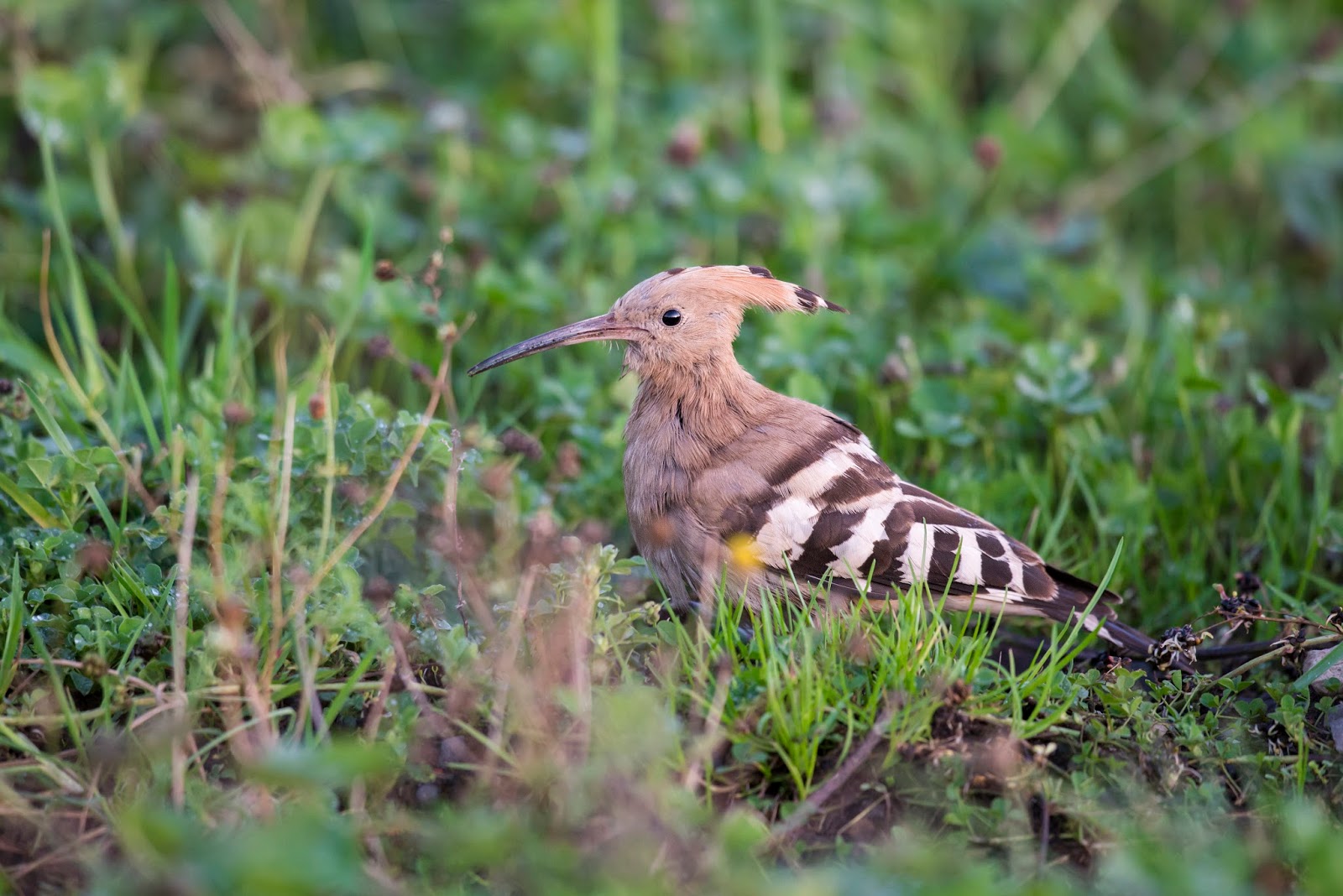 Archie's Peaky Birders Blog The HOOPOE in the West Midlands region