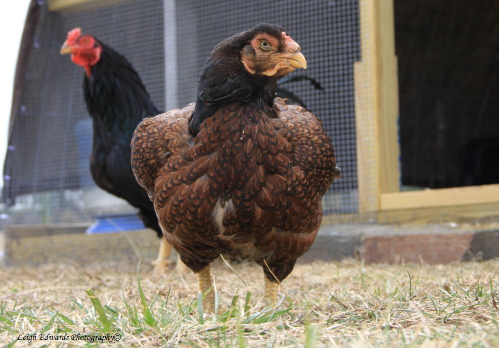 Dark x Light Brahma cross? Please help!  BackYard Chickens - Learn How to  Raise Chickens