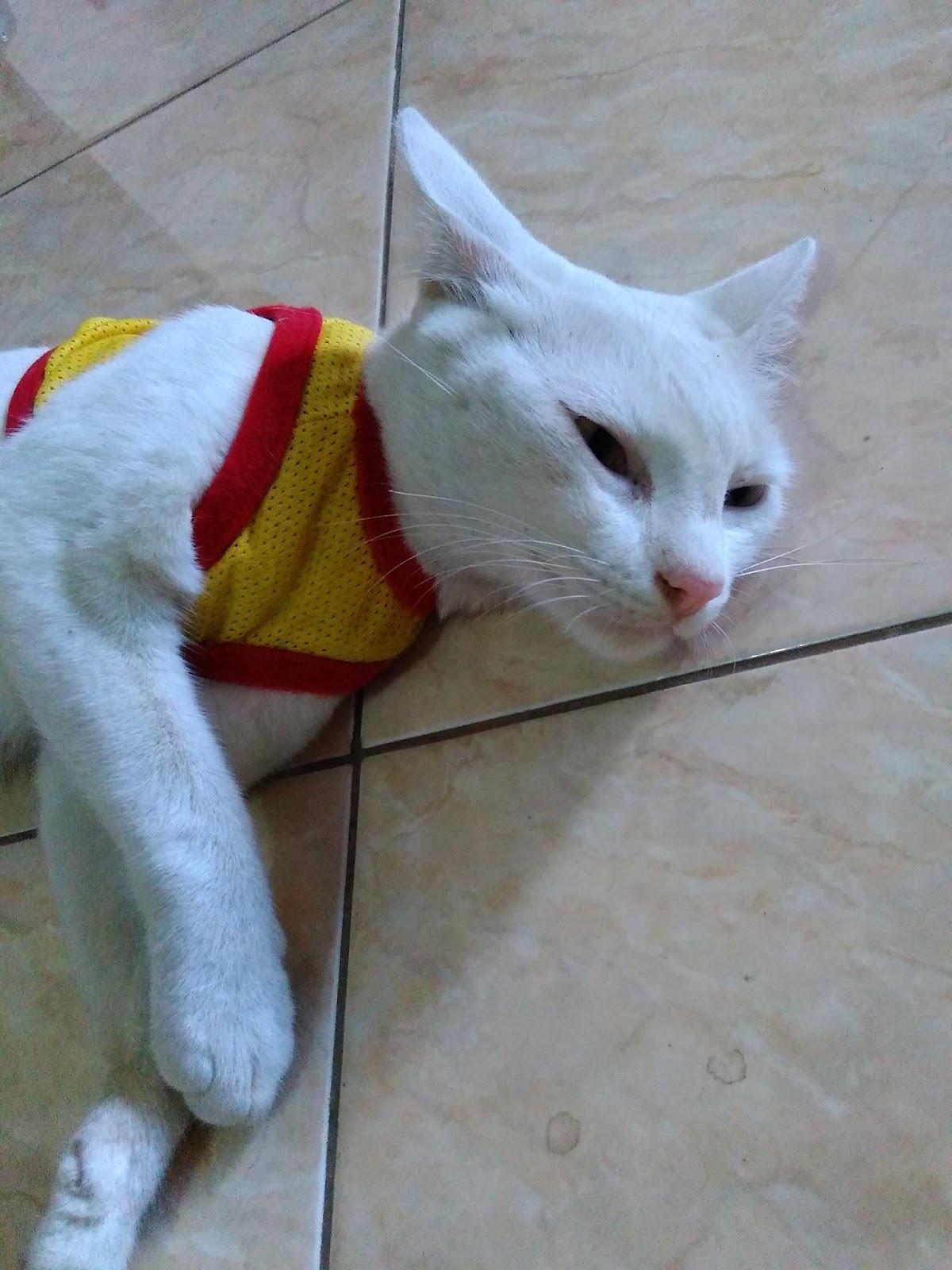 Cheerful And Never Give Up Kucing Muntah Kuning