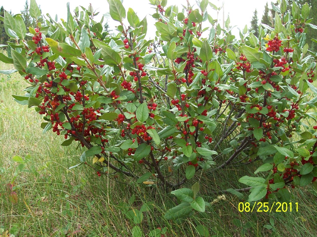 Fieldnewsletter: Kinnikinnik or Bearberries