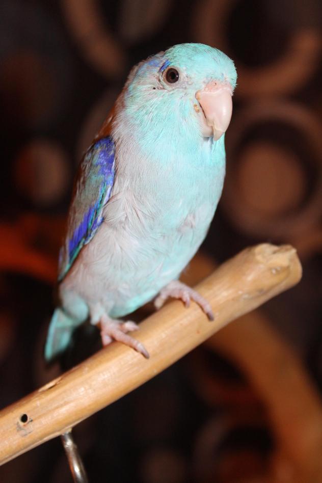 Finding the Right Bird to Adopt January Is Adopt a Rescued Bird Month