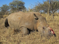 Rhino poached at Mauricedale Game Ranch