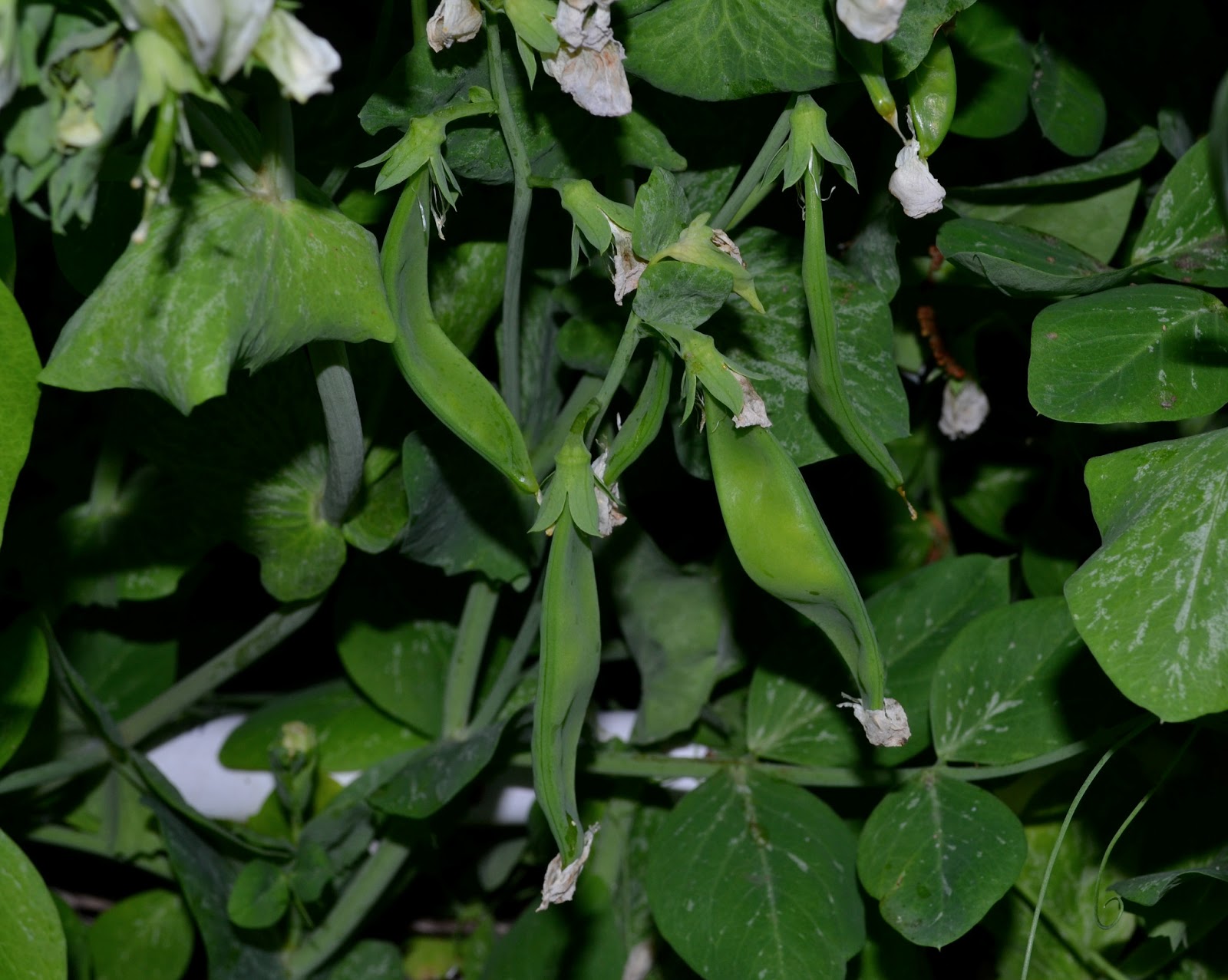 Future Plants By Randy Stewart Weigela