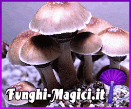 Funghi magici