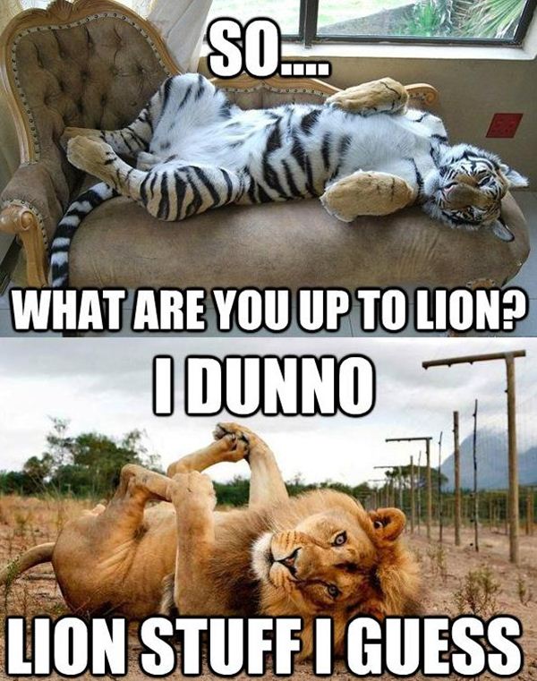 30 Funny animal captions part 7 (30 pics) Amazing Creatures