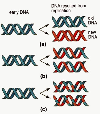 Hypotheses on DNA Replication Animation Model - New Science Biology