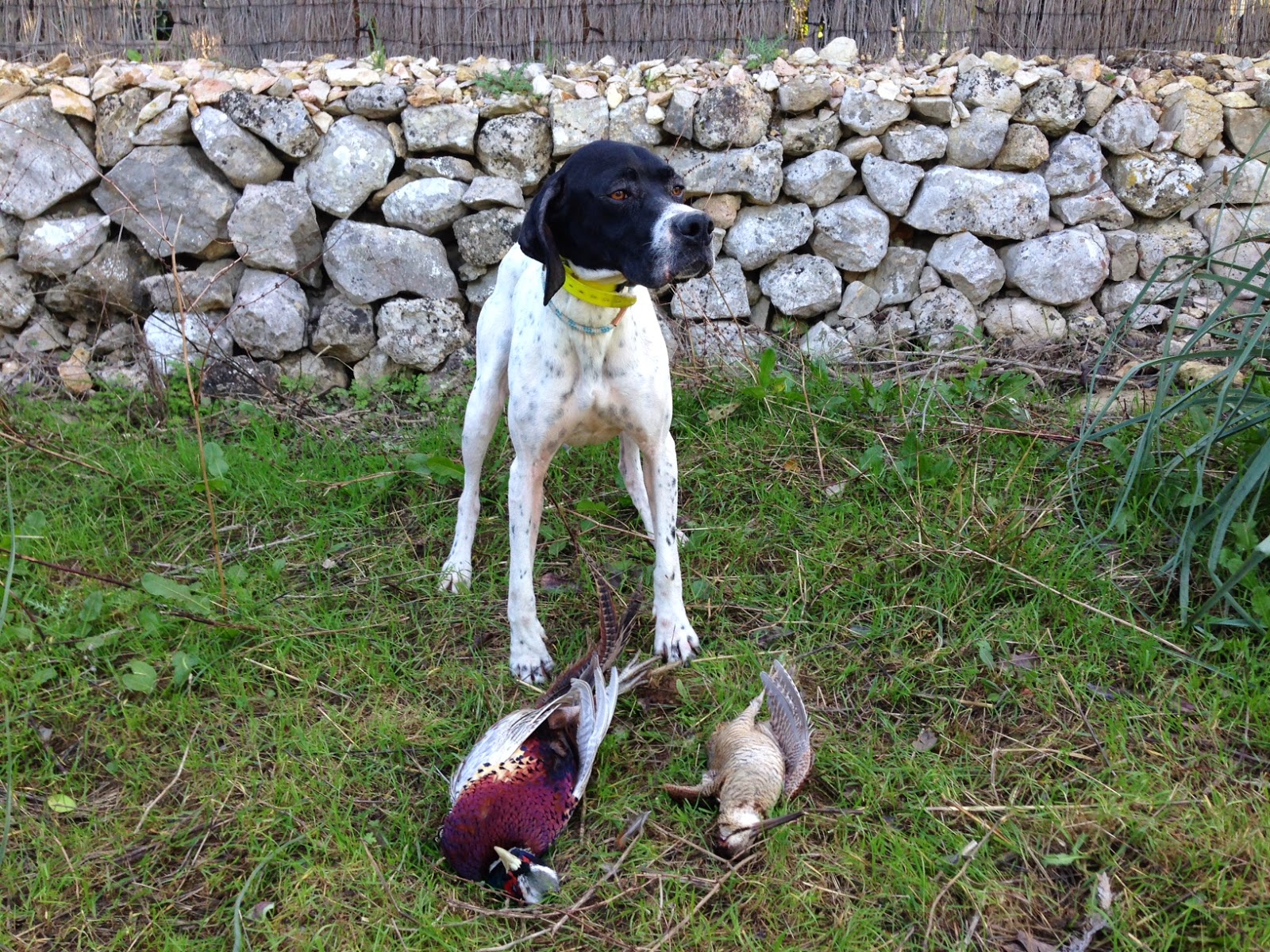 _ Pointer hembra en venta