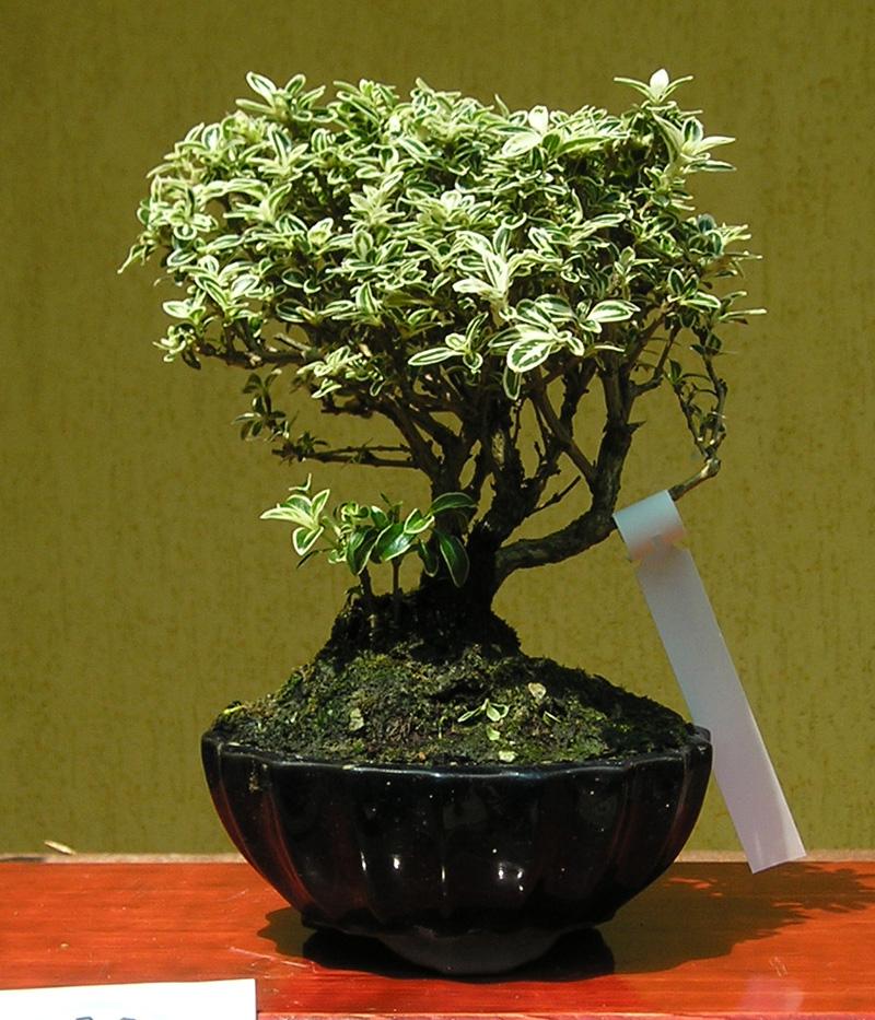 kamui bonsai bonsai de serissa