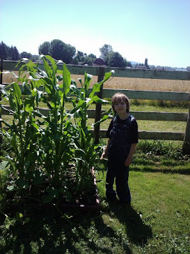 How tall is the corn?