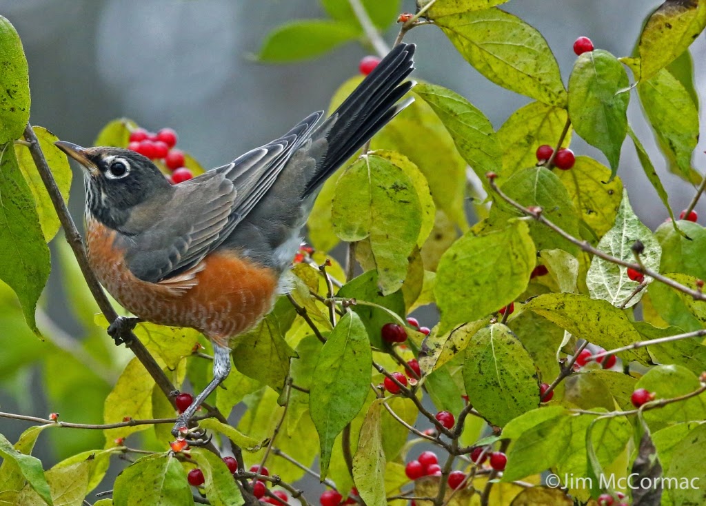 American Robin  Ohio Department of Natural Resources