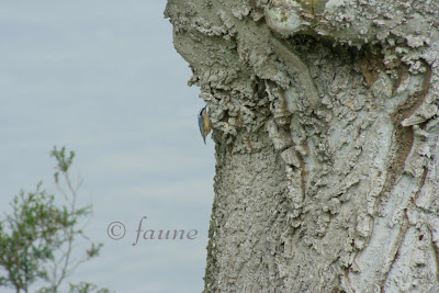 Nuthatch2