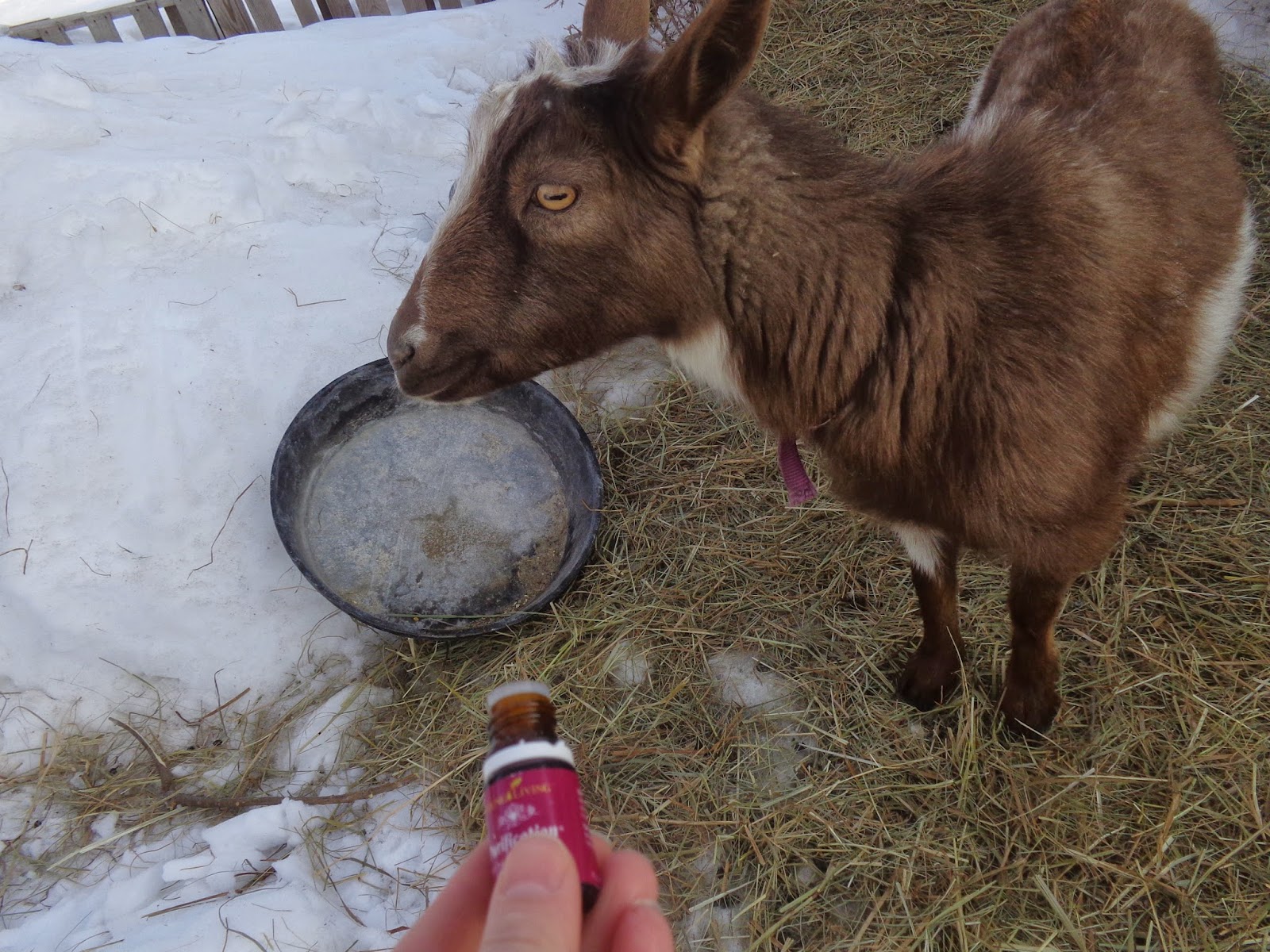 Weeping Willow Microfarm How I'm Controlling Goat Lice Naturally (with essential oils)