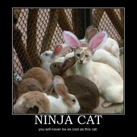 ninja%2Bcat.jpg