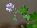 Geranium molle