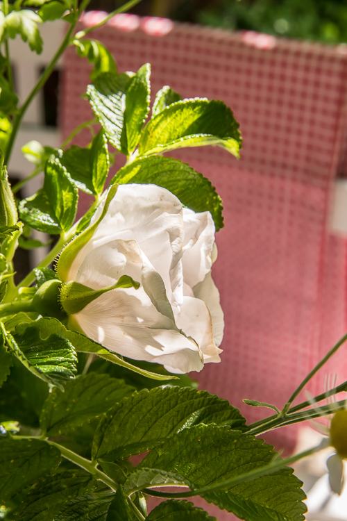 Amalie loves Denmark weiße Kartoffelrose Amalie loves Denmark hybenrose