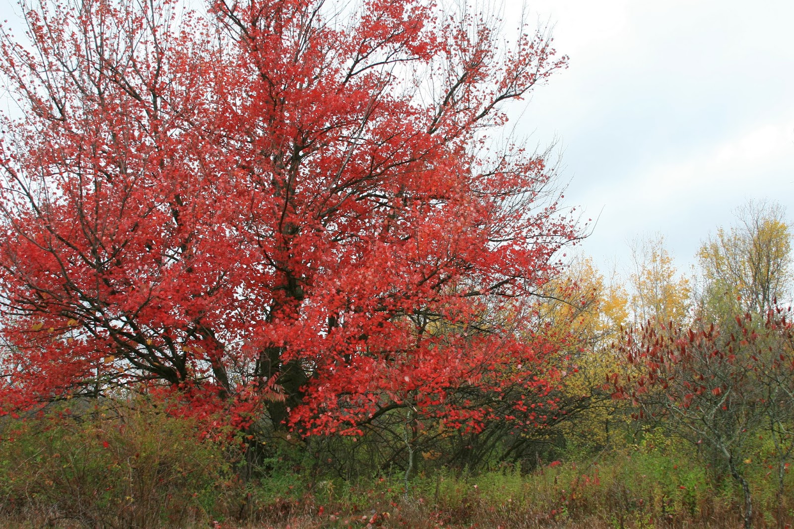 Isabella Conservation District Environmental Education Program: Feed