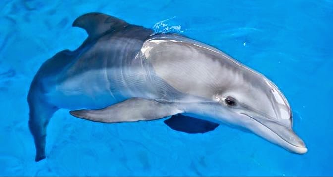 Beginilah Cara Ajaib Lumba-Lumba Tidur | DANAUBLOG