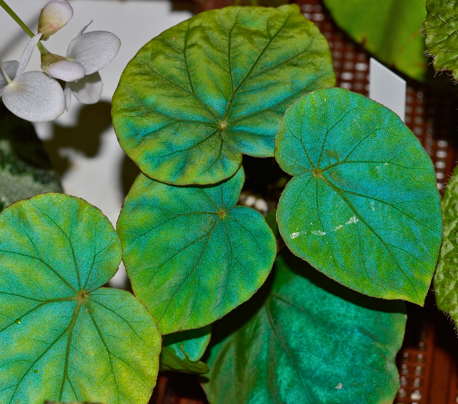 Botanische Raritäten Sammlung seltener Begonia species