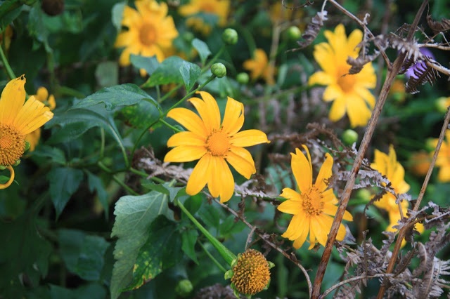 Review Đà Lạt - SĂN MA và DÃ QÙY t 11/2016 - 38