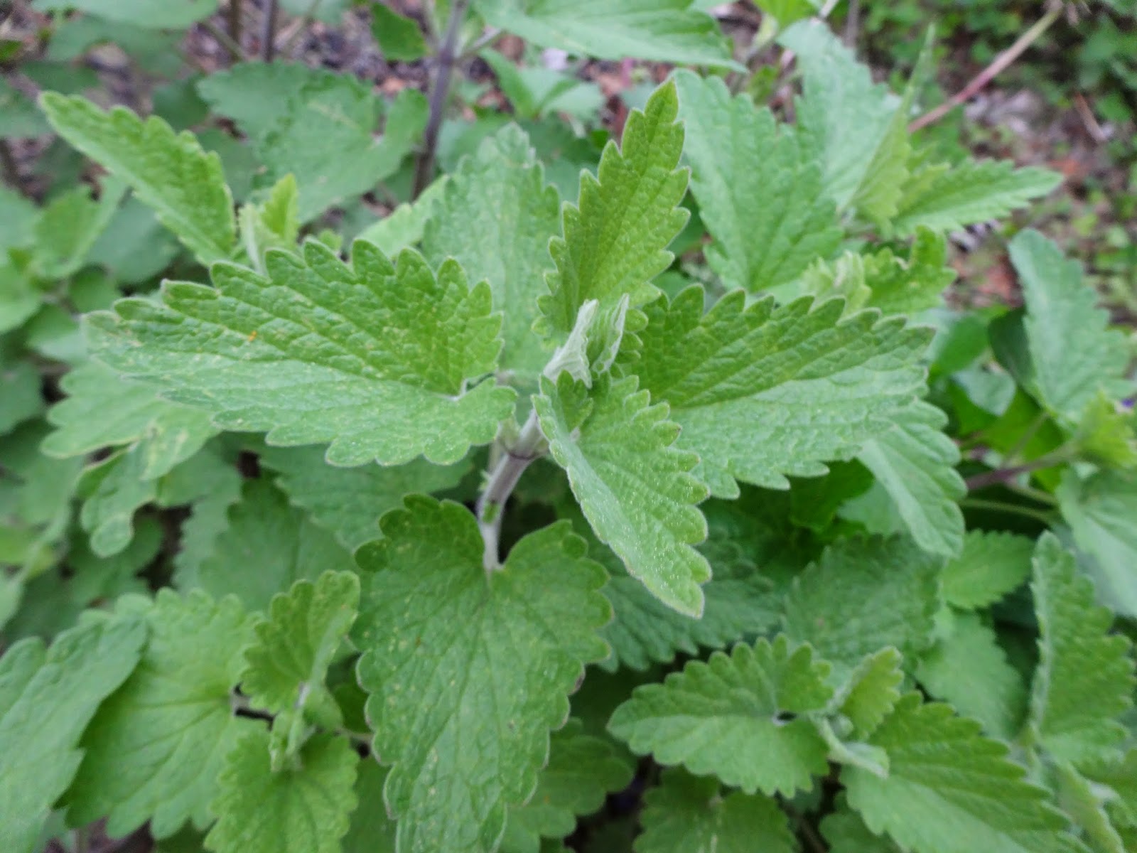 Honey Oat Crackers Minnesota Herb Society