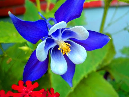 blue flower sweet orchid