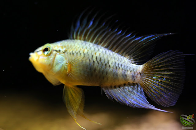 Apistogramma sp.Laguna Tame