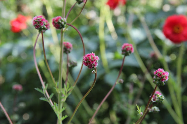 Chambres D Hotes Au Jardin Des Violettes Spiree Van Houtte