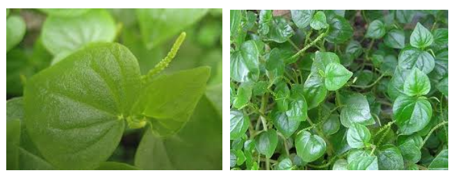 Pansit-pansitan for uti image