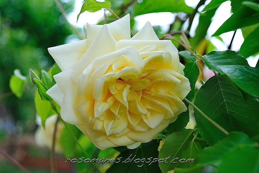 Eldorado [Land of Gold). Of free flowering habit and fragrance, in color it  is of the golden yellow that is peculiar to the climbing Rose Marechal  Neil. Elegante. Long sulphiir yeUow