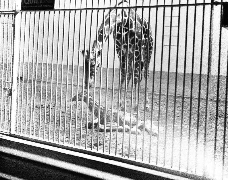 The Circus "NO SPIN ZONE" Giraffe HouseBrookfield Zoo 1950's