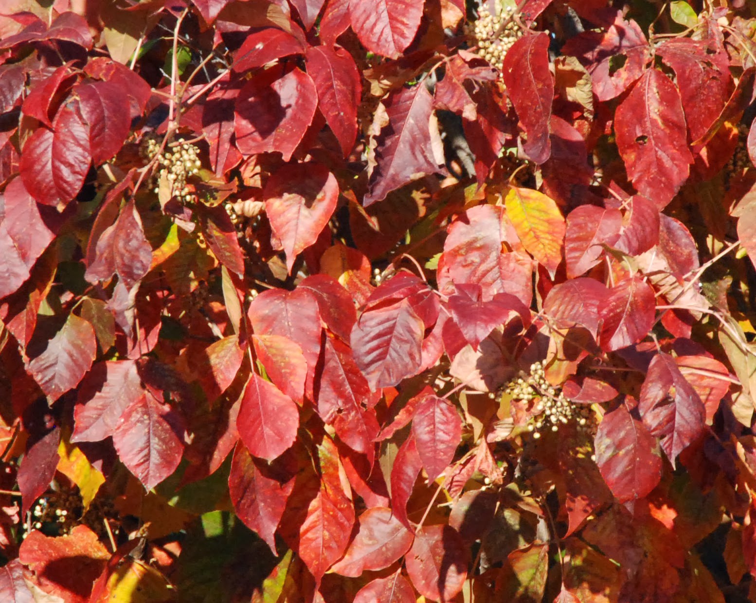 Gaia Garden Colorful Kansas