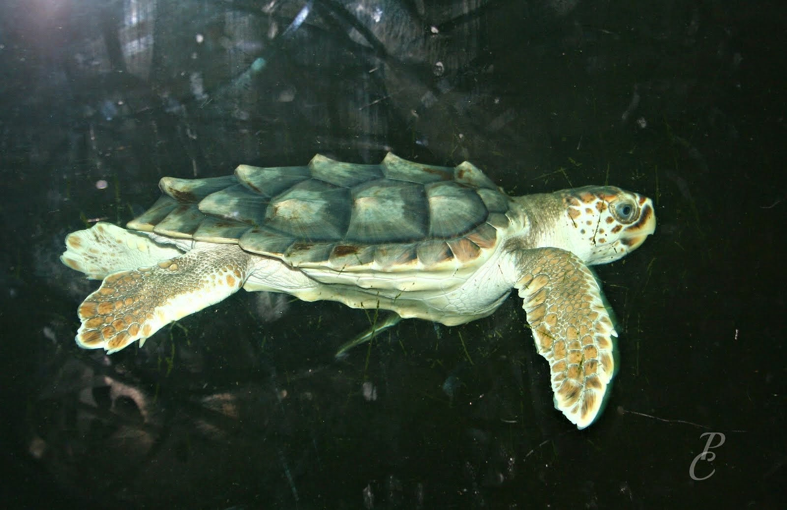 Sea TurtleTybee Island Marine Science Center.