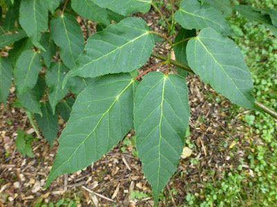 Acer davidii Acer davidii