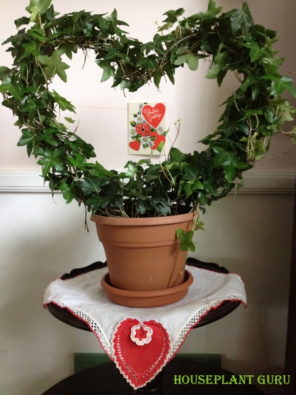 Houseplant Guru Hearts Aplenty