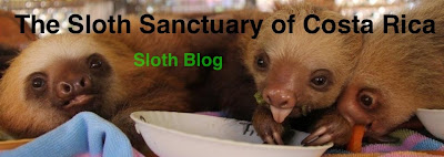 The Sloth Sanctuary of Costa Rica - Sloth Blog 