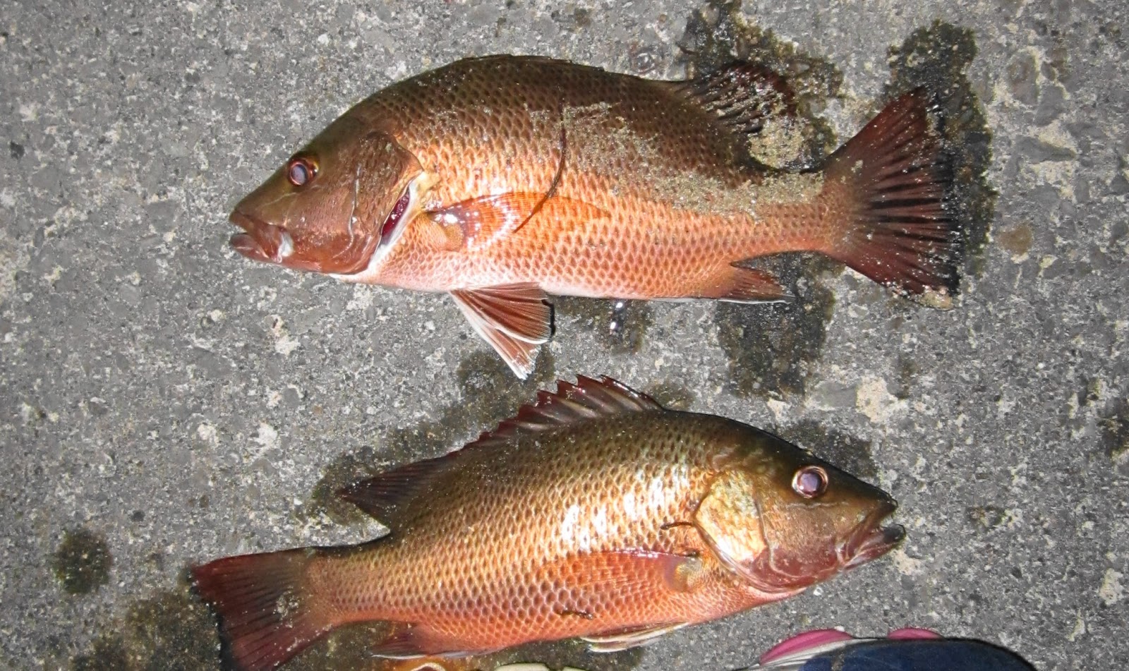 Okinawa Shore Fishing