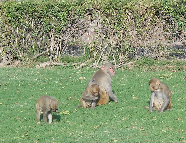 семья обезьян