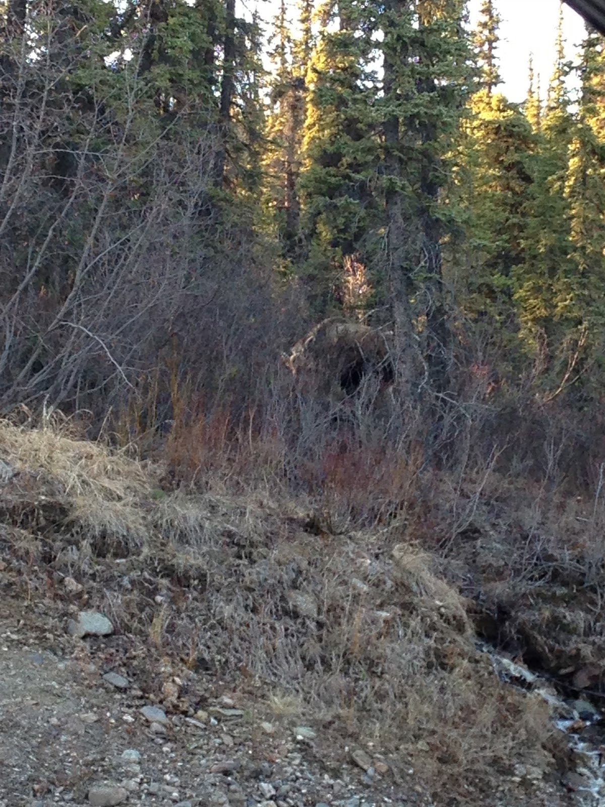 Two Many Adventures Trapper Creek, Alaska