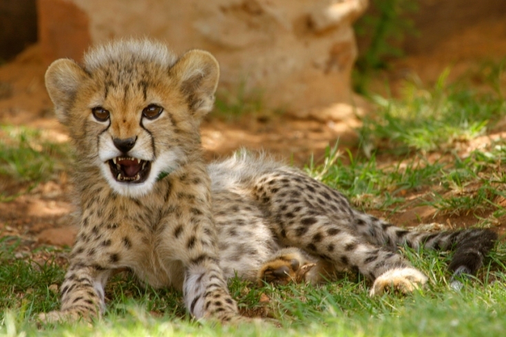 Animal Zoo Life: cheetah,cheetahs,king cheetah,cheetah facts,baby
