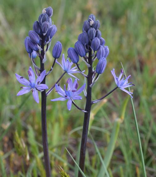 Flores y cerradus