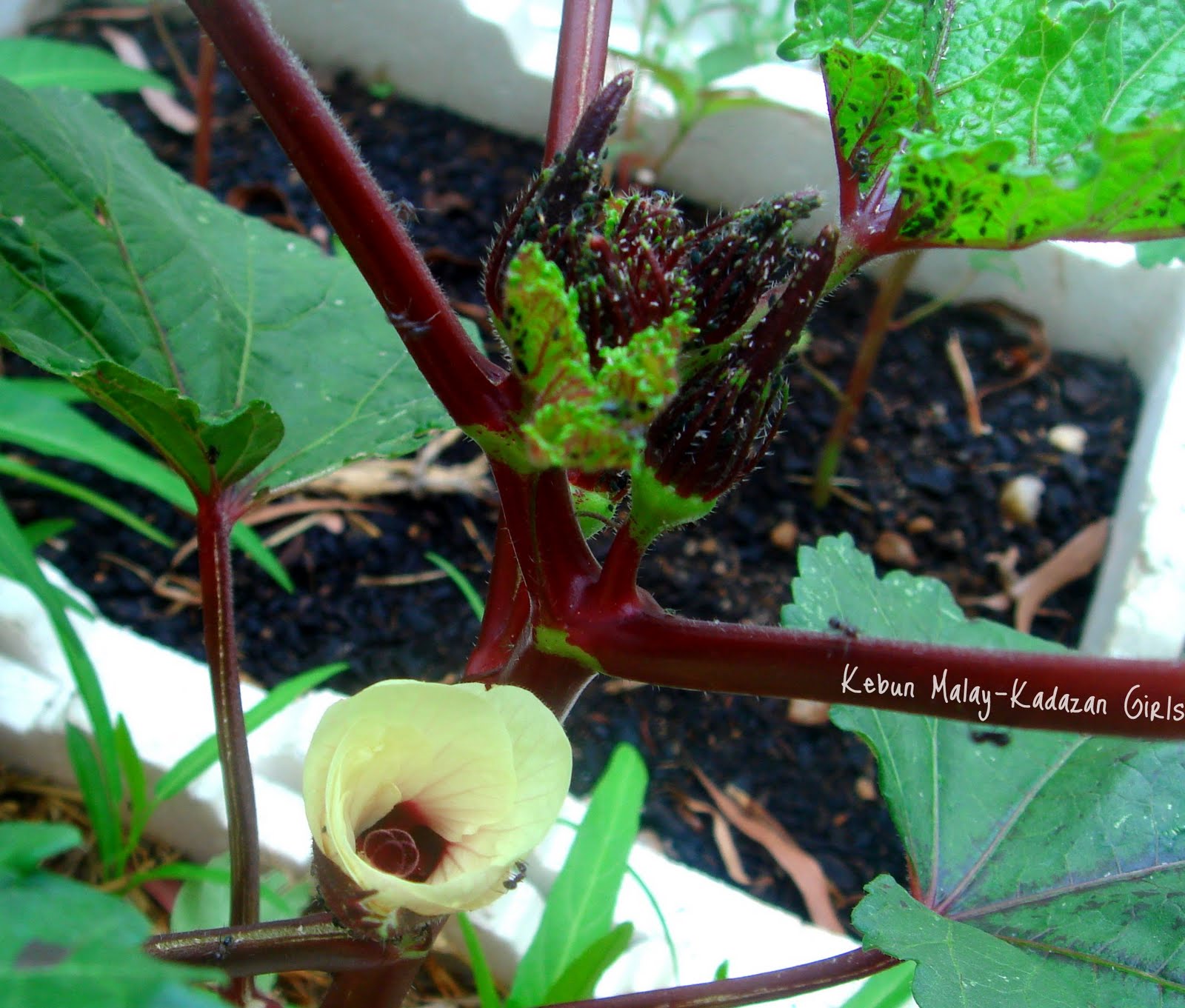 Kebun MalayKadazan girls Growing Okra Burgundy in container