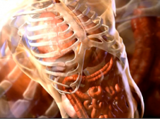 The Skeletal System: Function of Skeletal system