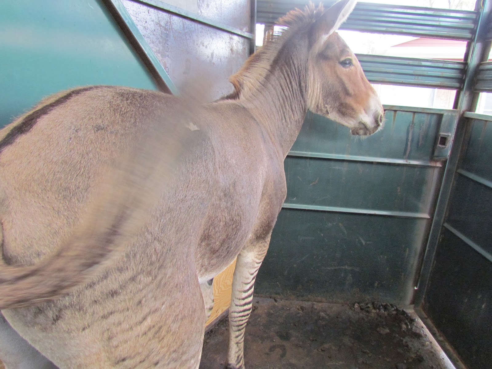 The Hunting Company Worldwide Hunting and Film Zedonk For Sale Zebra Donkey Cross Hybrid Zonkey