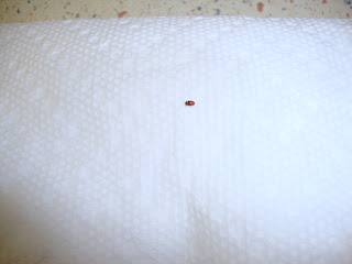 bugs pantry kitchen rid rice flour weevils pests vandu remedies recipes bed arrive