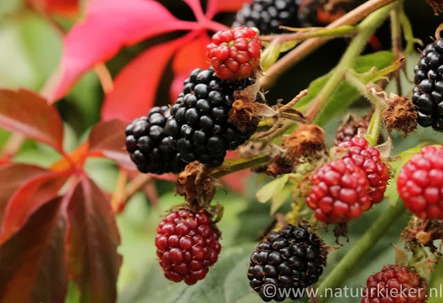 bramensap maken | natuurkieker® natuur en welzijn